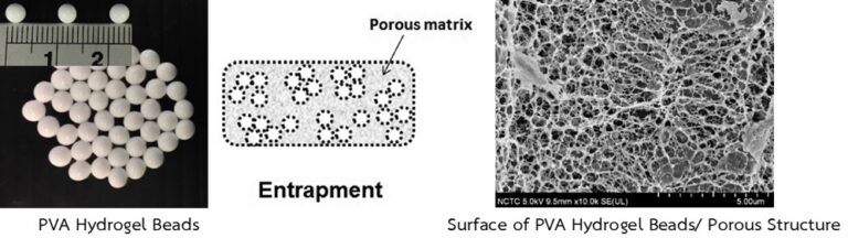 เม็ดบีท1